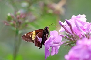 Silver Spotted Skipper